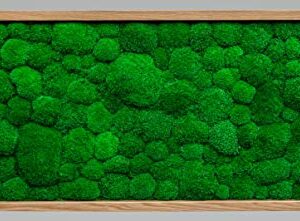 MoosSpirit Moosbild Moosbilder Wandbild mit Moos 100% Kugelmoos. Bilderrahmen aus Massivholz (136x56cm). Pflanzenbild Moosplate Wanddeko. Deko Geschenk. (Eiche)